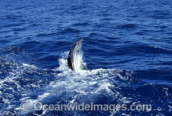Sailfish Istiophorus platypterus breaching photo Sailfish Istiophorus platypterus breaching photo