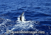 Sailfish Istiophorus platypterus breaching Photo - John Ashley