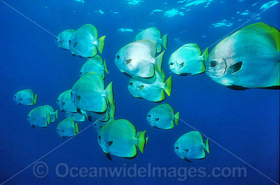 Boer's Batfish Platax boersii photo Boer's Batfish Platax boersii photo