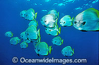 Boer's Batfish Platax boersii Photo - Gary Bell