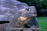 Harriet Galapagos Land Tortoise Photo - Gary Bell