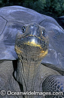 Harriet Galapagos Land Tortoise Photo - Gary Bell