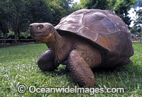 Harriet Galapagos Land Tortoise Photo - Gary Bell