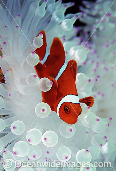 Spine-cheek Anemonefish Premnas biaculeatus photo Spine-cheek Anemonefish Premnas biaculeatus photo
