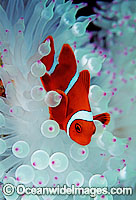 Spine-cheek Anemonefish Premnas biaculeatus Photo - Gary Bell