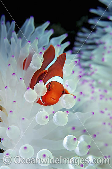 Spine-cheek Clownfish photo