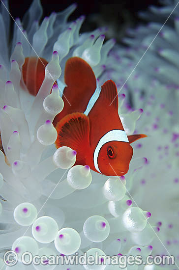 Spine-cheek Anemonefish Tomato Clownfish photo Spine-cheek Anemonefish Tomato Clownfish photo