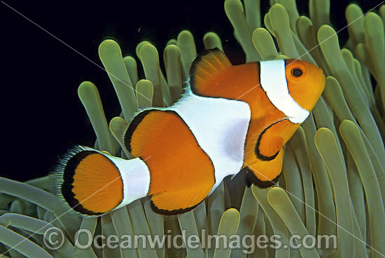 Western Clownfish Amphiprion ocellaris photo Western Clownfish Amphiprion ocellaris photo