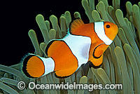 Western Clownfish Amphiprion ocellaris Photo - Gary Bell