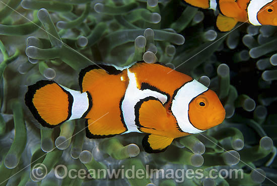 Eastern Clownfish Amphiprion percula photo Eastern Clownfish Amphiprion percula photo