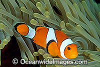 Western Clownfish Amphiprion ocellaris Photo - Gary Bell
