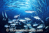 Vortex of Big-eye Trevally Photo - Gary Bell