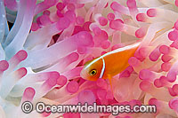 Pink Anemonefish Amphiprion perideraion Photo - Gary Bell