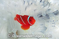 Spine-cheek Anemonefish Premnas biaculeatus Photo - Gary Bell