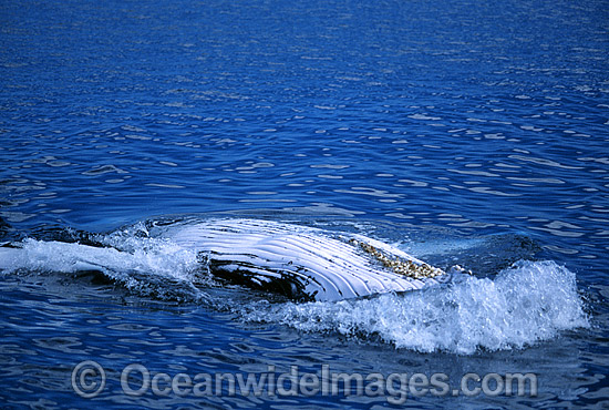 Humpback Whale showing belly slits on surface photo Humpback Whale showing belly slits on surface photo
