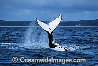 Humpback Whale tail fluke Photo - Gary Bell