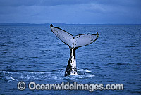 Humpback Whale tail fluke Photo - Gary Bell