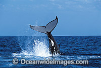 Humpback Whale tail fluke Photo - Gary Bell
