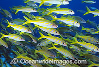 Yellow-striped Goatfish Mulloidichthys vanicolensis Photo - Gary Bell