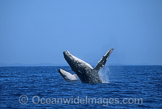 Humpback Whale mother calf breaching photo Humpback Whale mother calf breaching photo