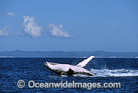 Humpback Whale Megaptera novaeangliae Photo - Gary Bell