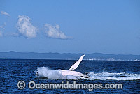 Humpback Whale breaching Photo - Gary Bell