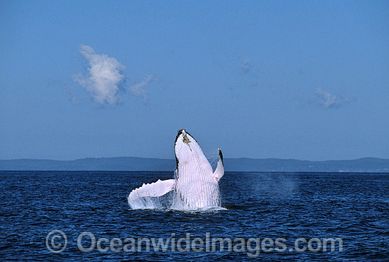 Humpback Whale breaching photo Humpback Whale breaching photo