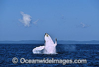 Humpback Whale breaching Photo - Gary Bell
