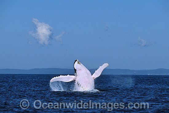 Humpback Whale breaching photo Humpback Whale breaching photo