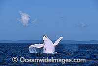 Humpback Whale breaching Photo - Gary Bell