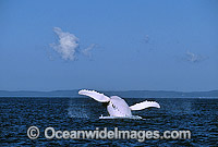 Humpback Whale breaching Photo - Gary Bell