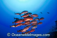 Pinjalo Snapper Pinjalo lewisi Photo - Gary Bell