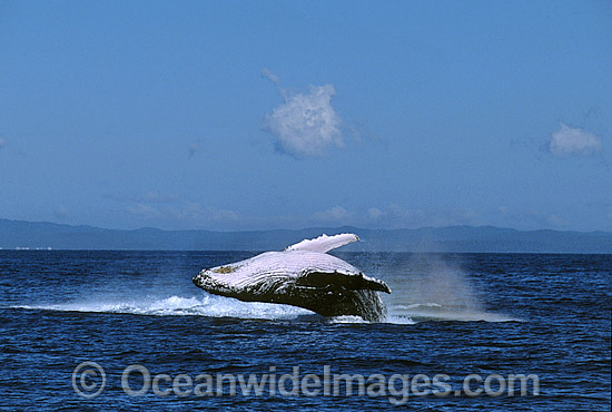 Humpback Whale breaching photo Humpback Whale breaching photo