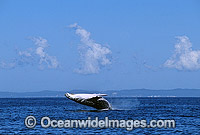Humpback Whale breaching Photo - Gary Bell