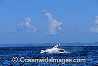 Humpback Whale breaching Photo - Gary Bell