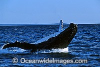 Humpback Whale breaching Photo - Gary Bell