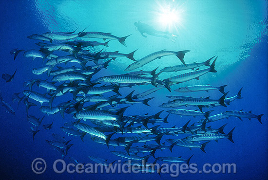 Chevron Barracuda Sphyraena qenie photo Chevron Barracuda Sphyraena qenie photo