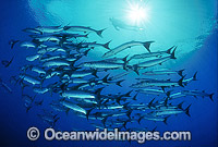 Chevron Barracuda Sphyraena qenie Photo - Gary Bell