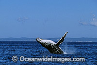 Humpback Whale Megaptera novaeangliae Photo - Gary Bell