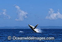 Humpback Whale breaching Photo - Gary Bell