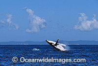 Humpback Whale Megaptera novaeangliae Photo - Gary Bell