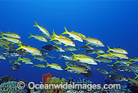 Yellow-striped Goatfish Photo - Gary Bell