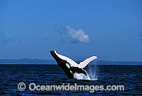 Humpback Whale breaching Photo - Gary Bell
