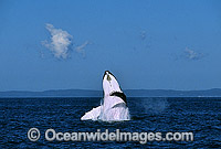Humpback Whale Megaptera novaeangliae Photo - Gary Bell