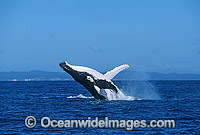 Humpback Whale breaching Photo - Gary Bell