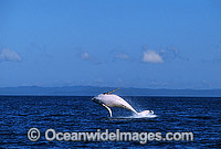 Humpback Whale Megaptera novaeangliae Photo - Gary Bell