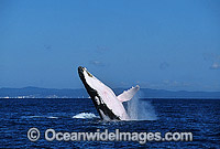 Humpback Whale breaching Photo - Gary Bell
