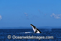 Humpback Whale Megaptera novaeangliae Photo - Gary Bell