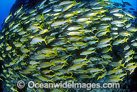 Goatfish and Sea Perch Photo - Gary Bell