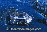 Humpback Whale head lunging on surface Photo - Gary Bell